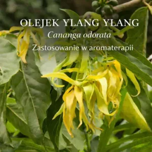 Kwiaty Ylang Ylang Cananga odorata, z których pozyskuje się olejek eteryczny