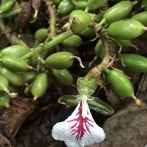 Elettaria-cardamomum_roslina