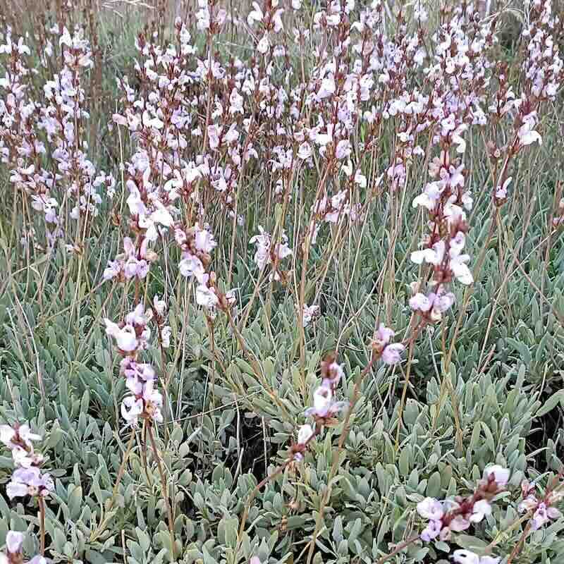 Screenshot spanish-sage olejek