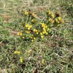 blue-tansy_Tanacetum-annuum
