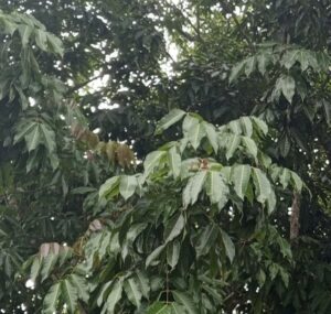 Olejek elemi Canarium luzonicum AromatherapyOils – naturalny olejek eteryczny z żywicy