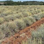 olejek helichrysum plantacja