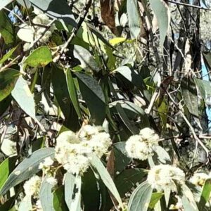 eukaliptus-mietowy-drzewo