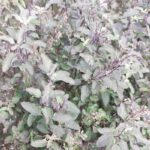 olejek swieta bazylia