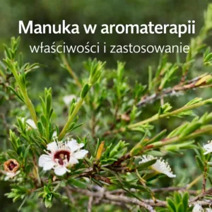 Krzew manuka (Leptospermum scoparium) z kwiatami – manuka w aromaterapii, właściwości i zastosowanie