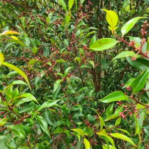 Mango-Myrtle