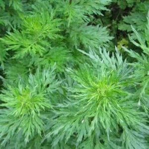 Artemisia-pallens plant