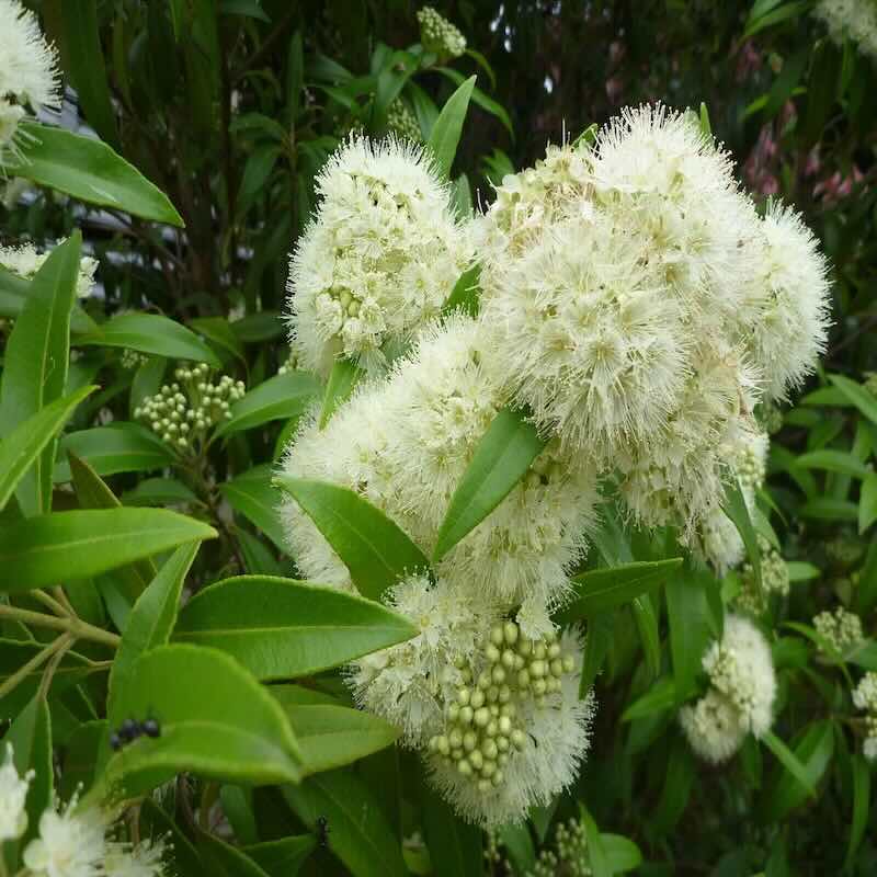 Backhousia-citriodora-flowers Backhousia-citriodora-flowers