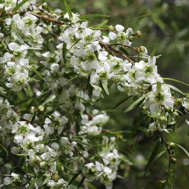 Screenshot Leptospermum-petersonii drzewo
