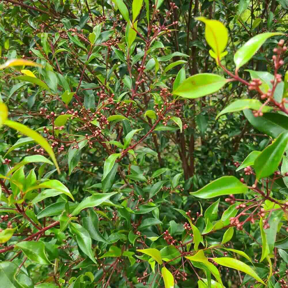 Mango-Myrtle-roslina