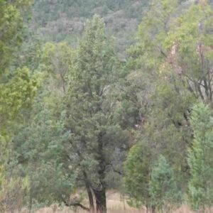 White-Cypress-Australian.