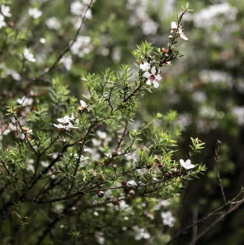 Screenshot Leptospermum scoparium krzew