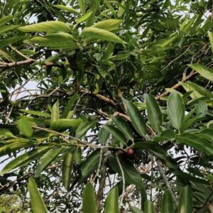 santalum album drzewo