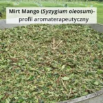 Liście Mirtu Mango (Syzygium oleosum) przygotowane do destylacji – profil aromaterapeutyczny olejku eterycznego