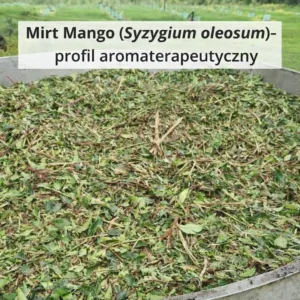 liście przed destylacją olejku Mirt Mango (Syzygium oleosum)