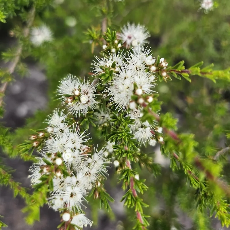 kunzea roślina kunzea ambigua roślina
