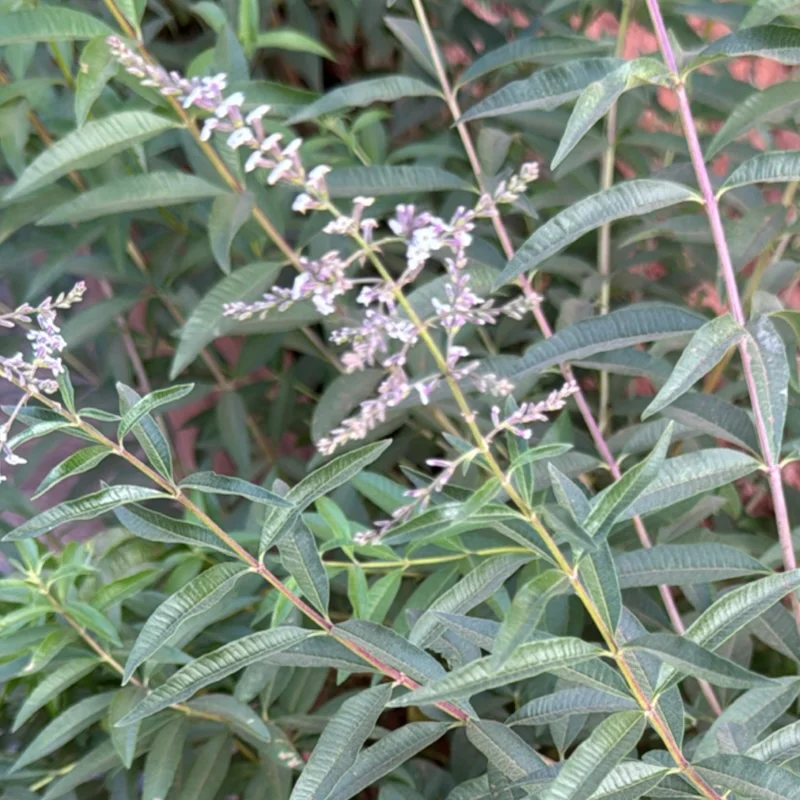 lemon verbena roślina