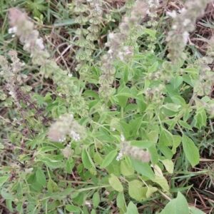 Ocimum basilicum – roślina (bazylia pospolita)