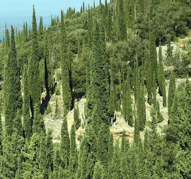 Cupressus-sempervirens-drzewa Cupressus-sempervirens-drzewa