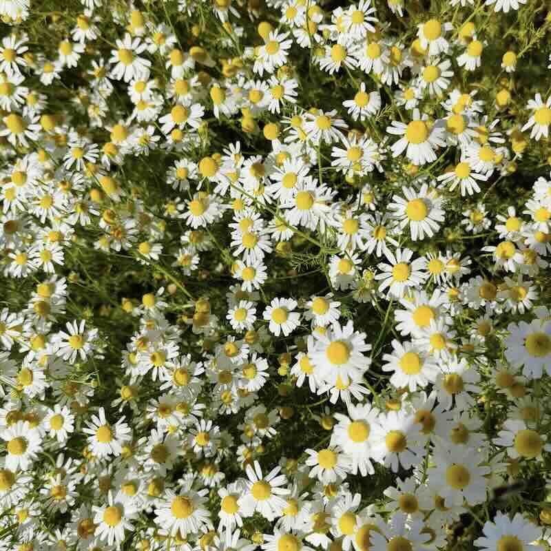 Anthemis-nobilis-roslina Anthemis-nobilis-roslina