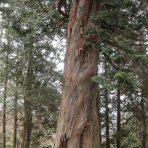 Chamaecyparis-obtusa-drzewo