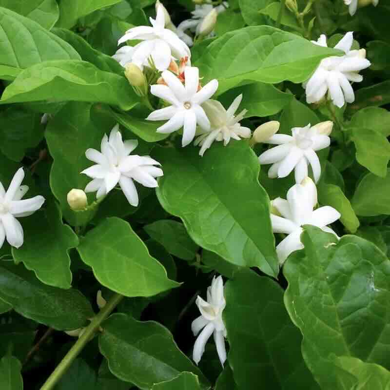 Jasminum-sambac-kwiaty Jasminum-sambac-kwiaty