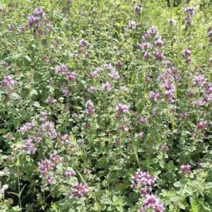 Origanum-vulgare-roslina