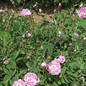 Rosa-damascena-kwiaty