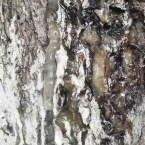 Canarium-luzonicum-zywica