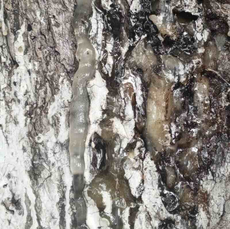 Canarium-luzonicum-zywica Canarium-luzonicum-zywica