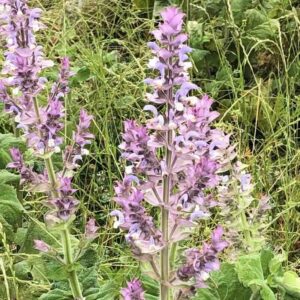 Salvia-sclarea-roslina
