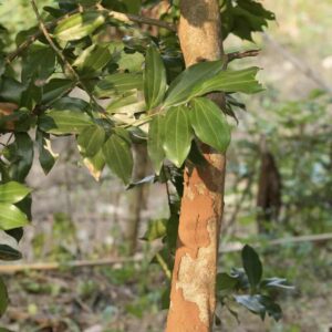 Cinnamomum-zeylanicum-drzewo