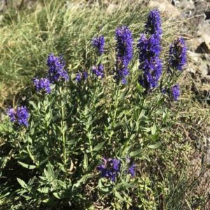 Hyssopus-officinalis-roslina