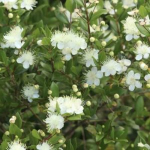 Myrtus-communis-roslina