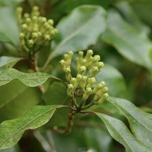 Syzygium aromaticum – roślina