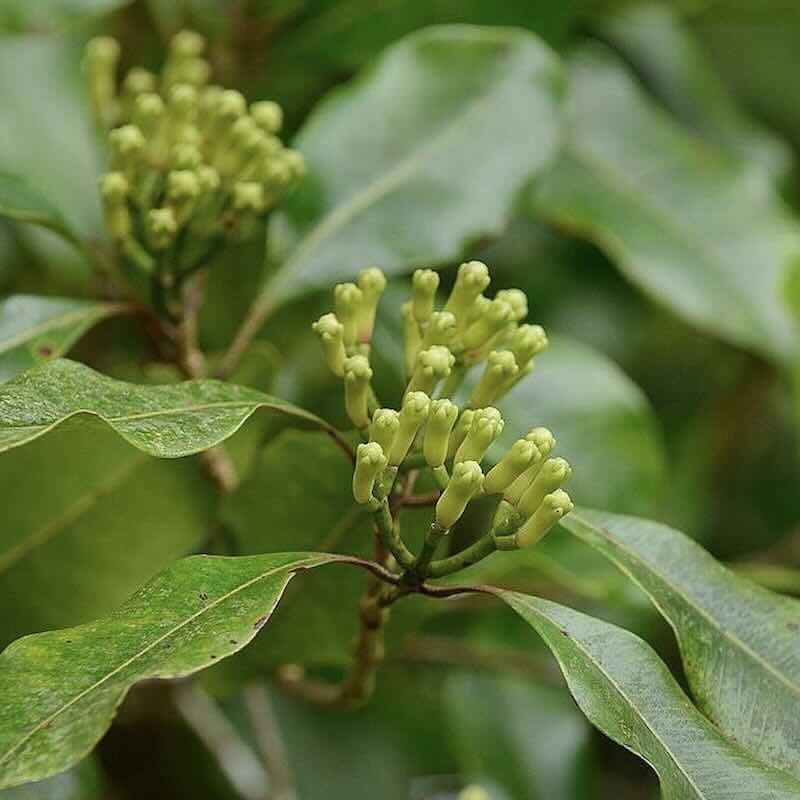 Screenshot Syzygium aromaticum – roślina