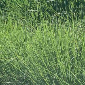 Vetiveria-zizanioides-roslina