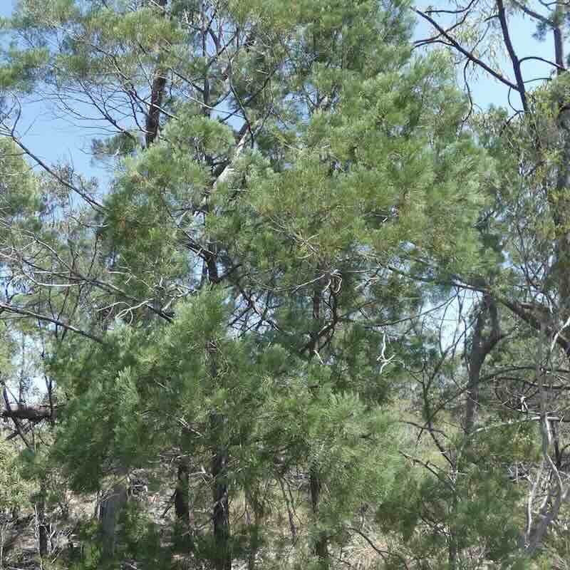 Callitris-intratropica-roslina Callitris-intratropica-roslina