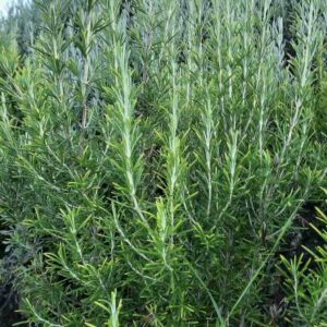 Rosmarinus-officinalis-roslina
