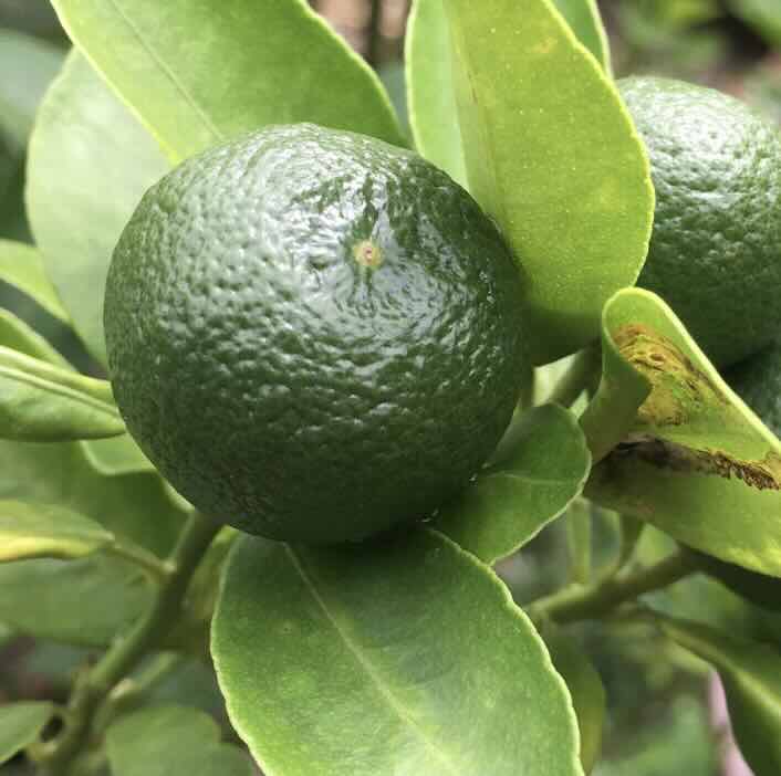 Citrus-aurantifolia-owoc Citrus-aurantifolia-owoc