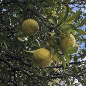 Citrus-junos-drzewo