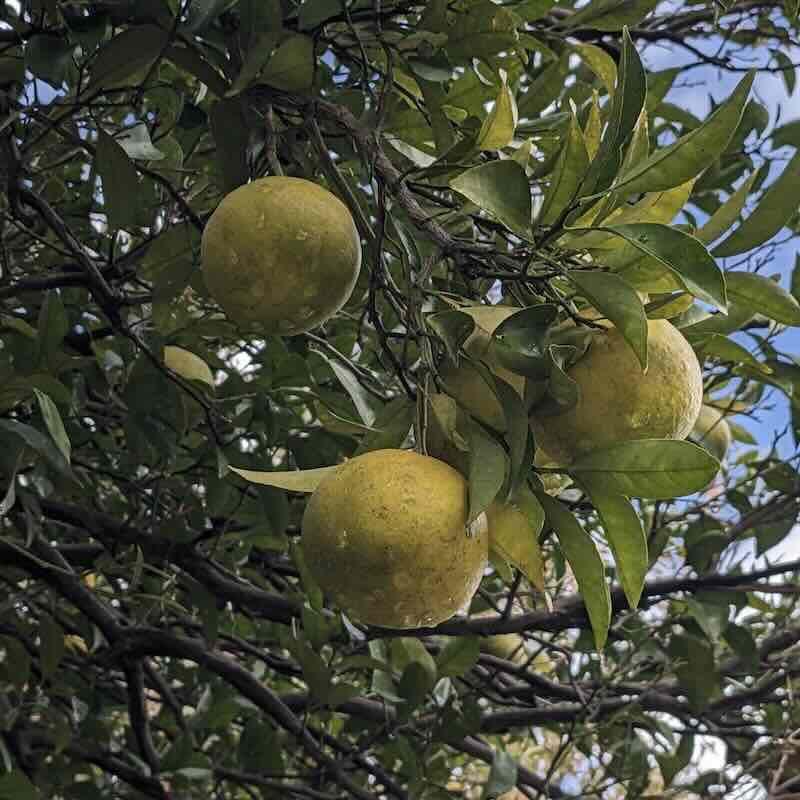 Citrus-junos-drzewo Citrus-junos-drzewo