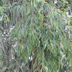 Eucalyptus-radiata-drzewo