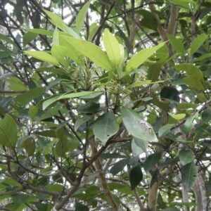 pimento-leaf-roslina