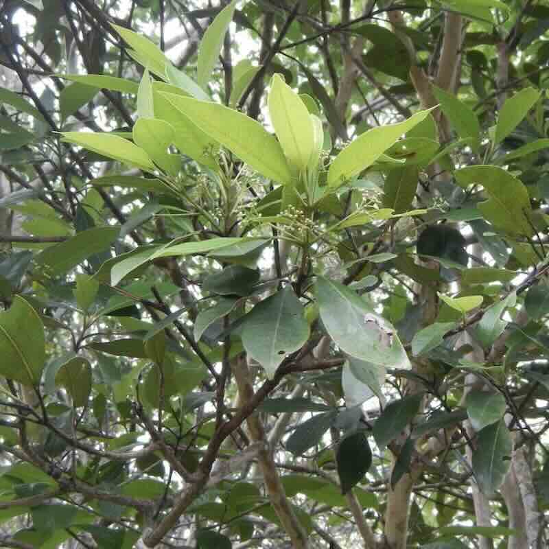 pimento-leaf-roslina pimento-leaf-roslina