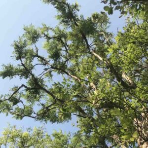 Boswellia-serrata-drzewo