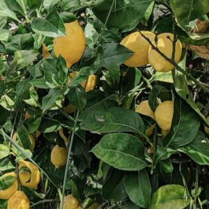 Citrus-limon-drzewo
