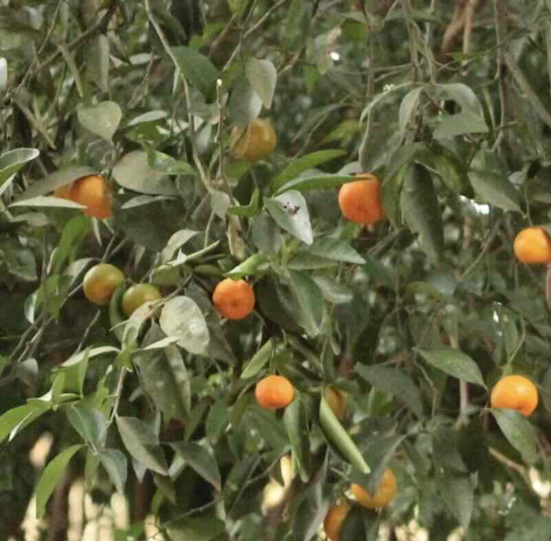Screenshot Citrus-reticulata-drzewo