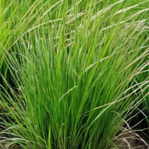 Cymbopogon-flexuosus-roslina