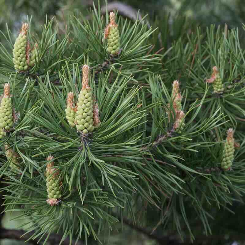 Pinus-sylvestris-drzewo Pinus-sylvestris-drzewo